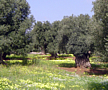 La campagna a primavera - alberi di olivo - Ostuni
