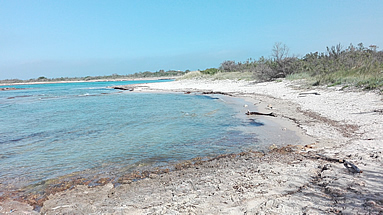 Riserva naturale ed area protetta di Torre Guaceto - Spiaggia